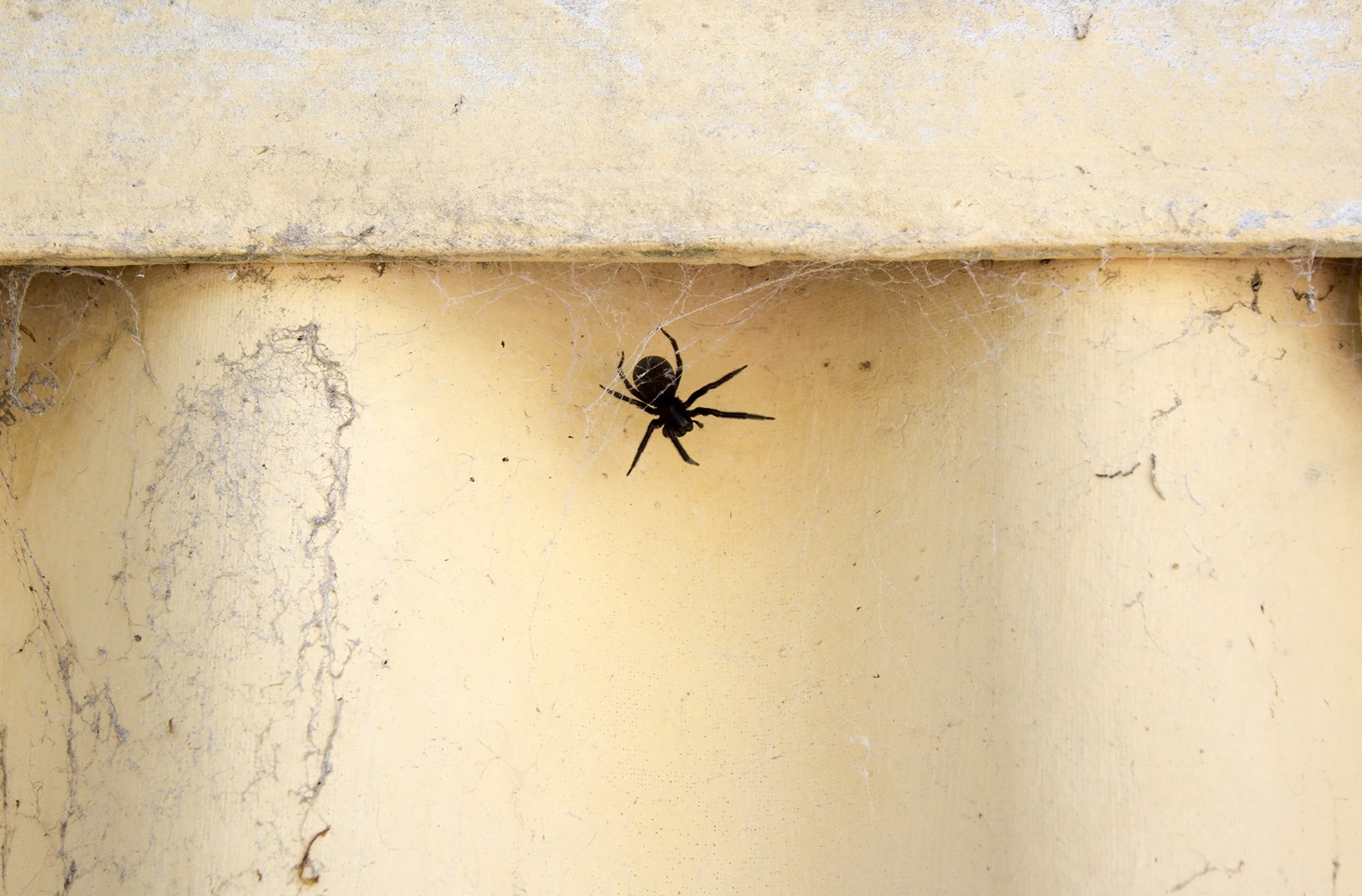 the-common-black-house-spider-a-case-of-mistaken-identity-australian