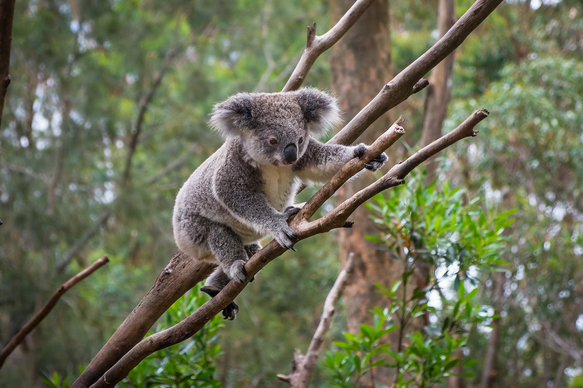 https://www.australiangeographic.com.au/wp-content/uploads/2021/07/drop-bear-myth-killer-koala.jpg