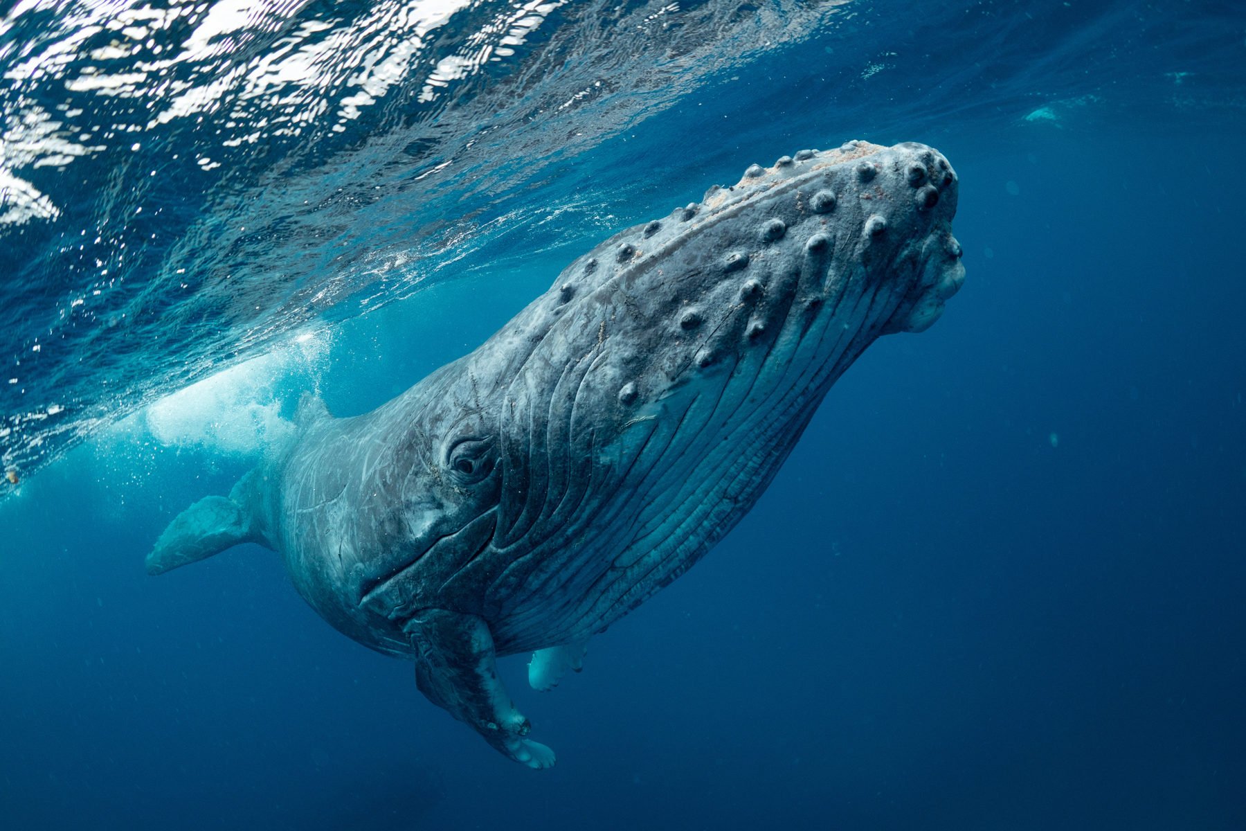 Humpback Whales Five Things You May Not Know Australian Geographic