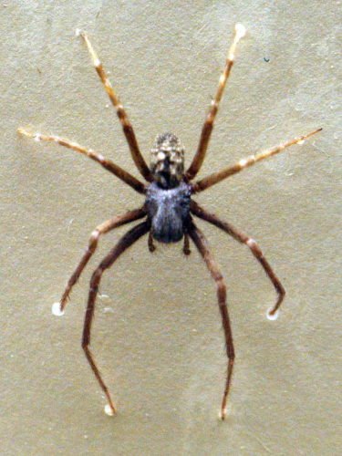 The common black house spider: a case of mistaken identity - Australian ...