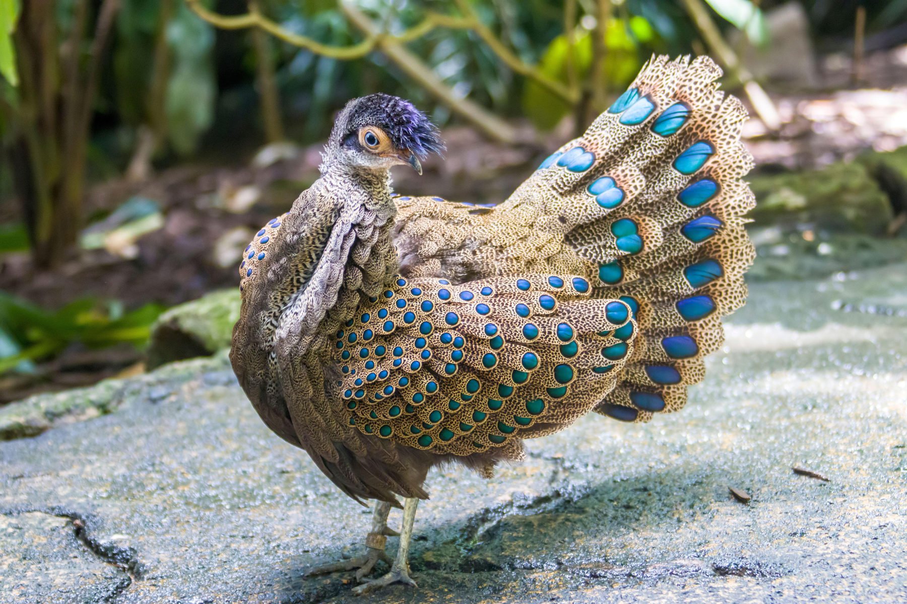 Is The Peacock Pheasants Iridescent Plumage More Than Meets The Eye Australian Geographic 1221