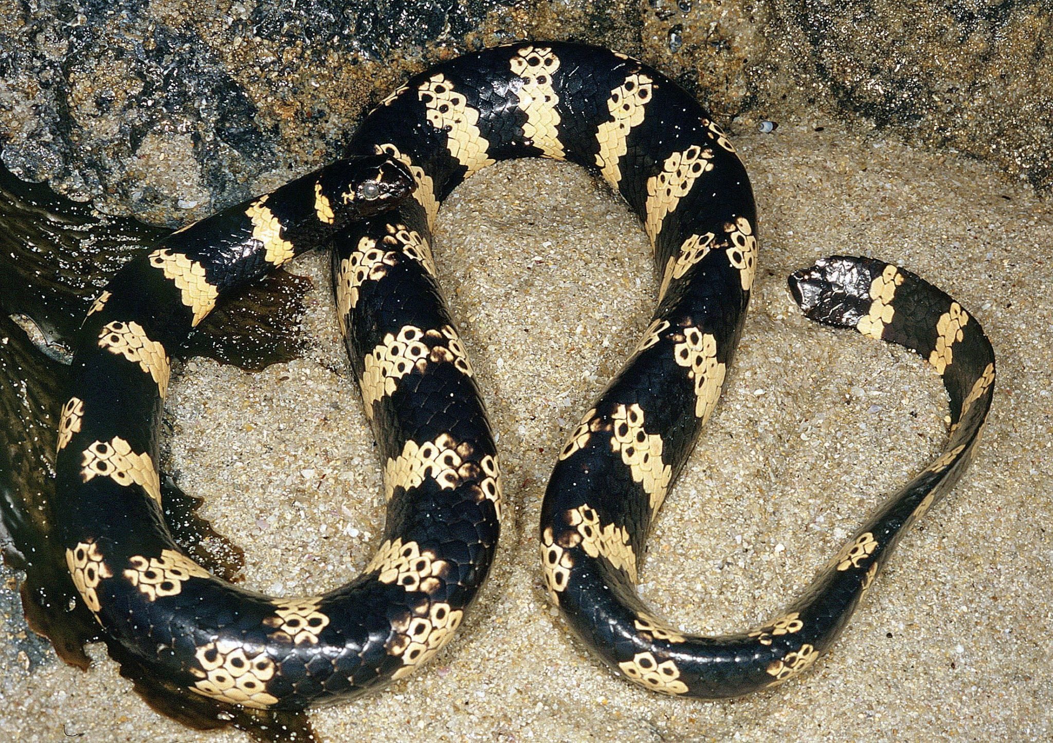 A Guide To The Sea Snakes Of Australia Australian Geographic