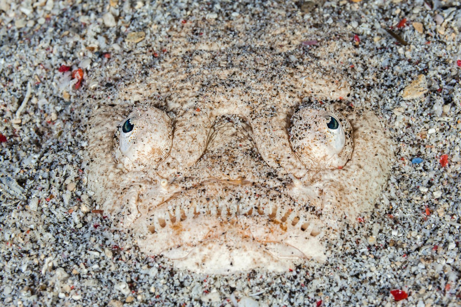 The whitemargin stargazer is all of us right now - Australian Geographic