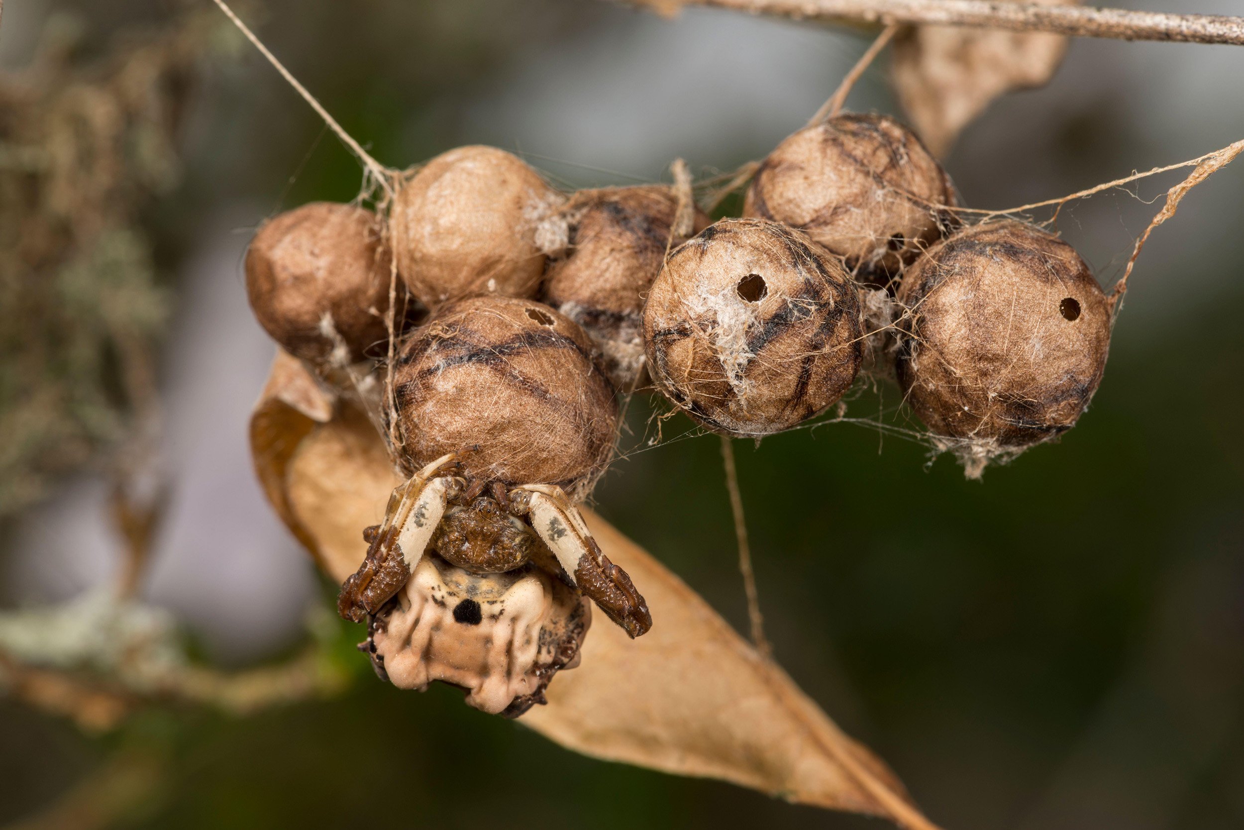 bird dung spider