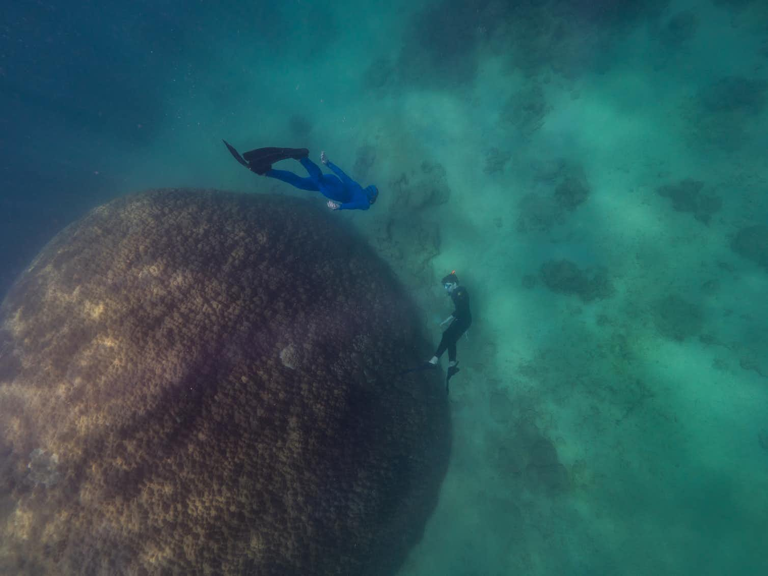 ‘Old Man’ Of The Sea: Rare, Giant 400-year-old Coral Discovered ...