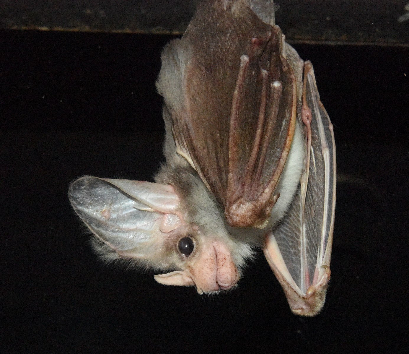 The Australian ghost bat is the sweetest (almost) vampire Australian
