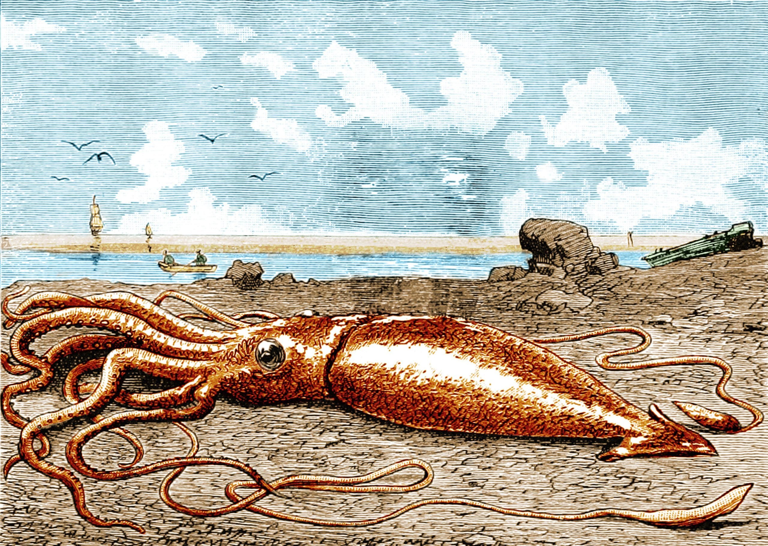 The giant squid a short history Australian Geographic