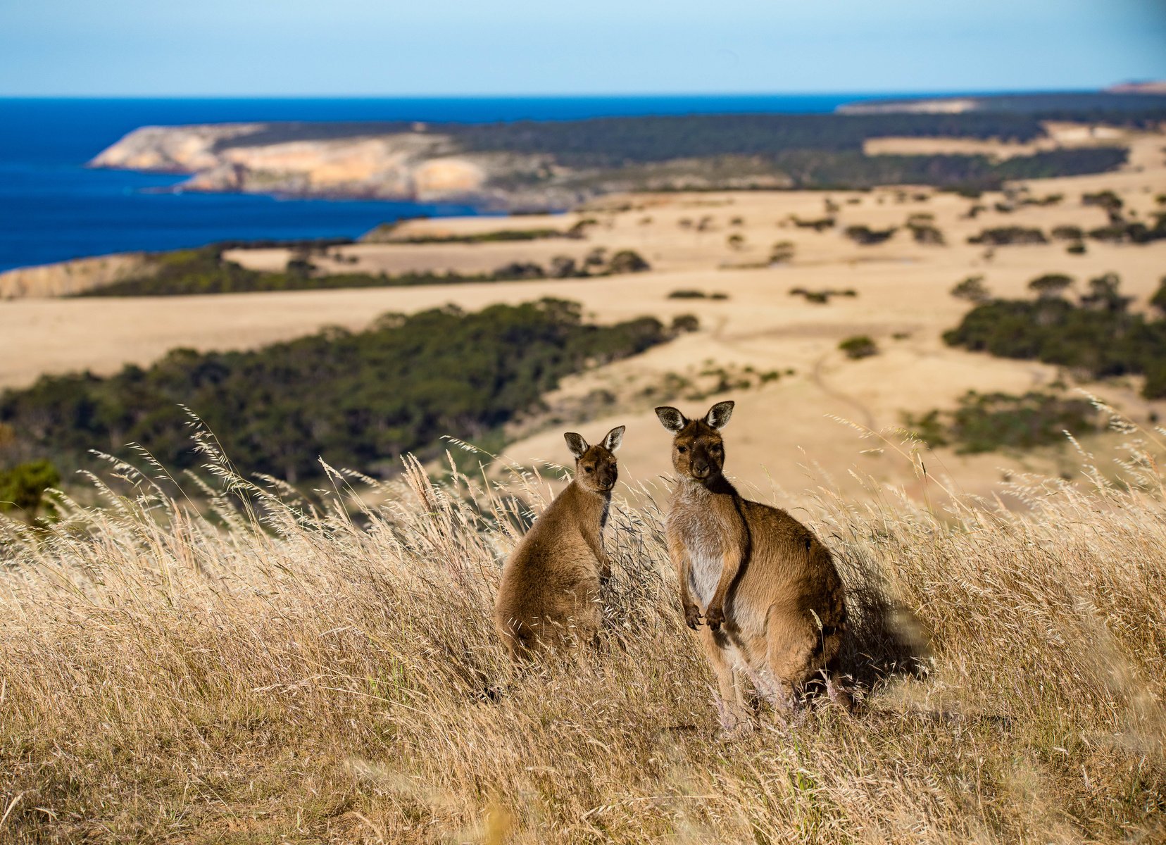 Kangaroo Island Photography Safari, South Australia - Australian Geographic