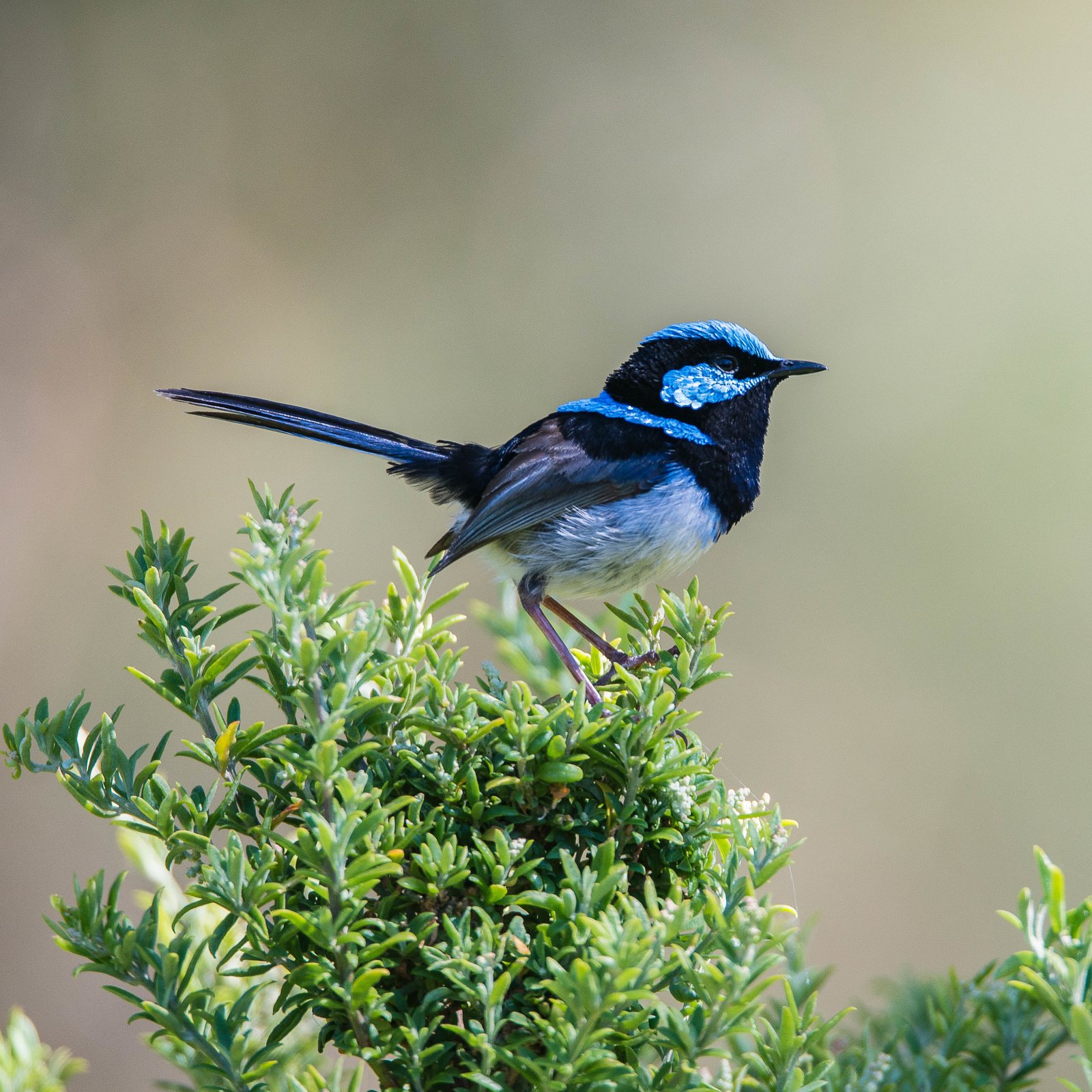 Wild About Birds, Kangaroo Island Birdwatching Tour, South Australia 