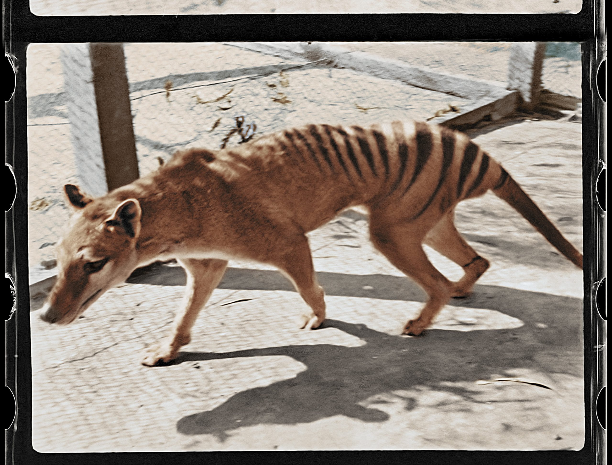 Watch footage of lastknown surviving Tasmanian tiger remastered and in