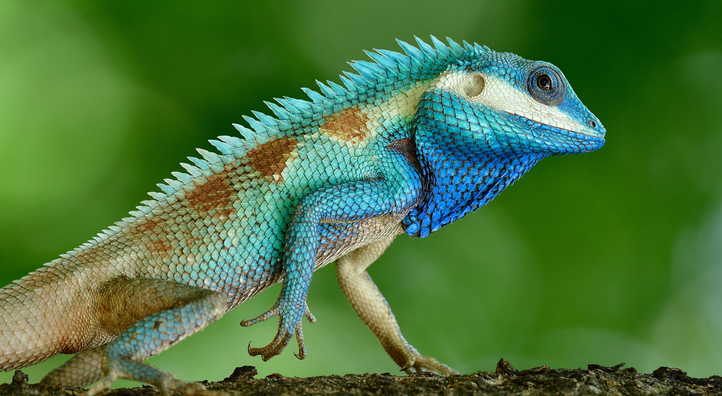 images of lizard