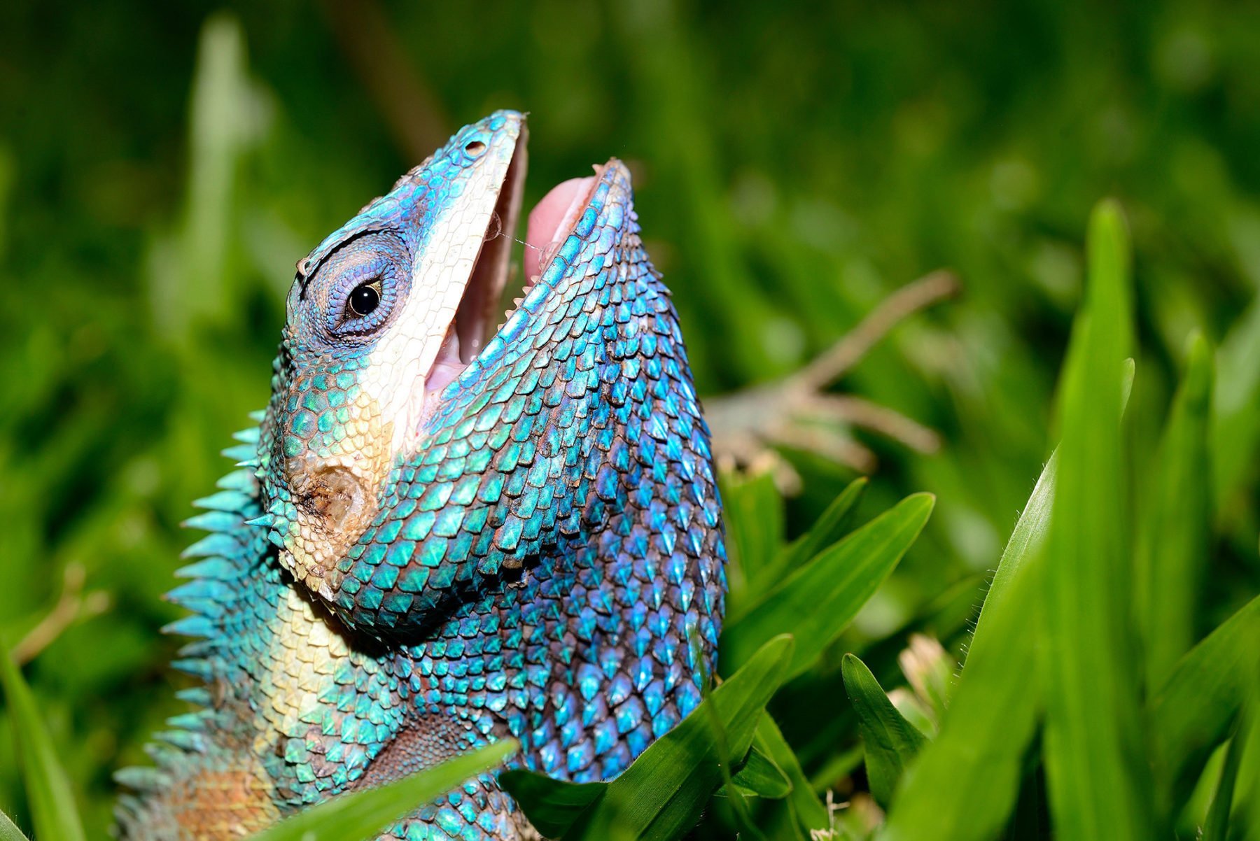 The bluecrested lizard is colourchanging marvel Australian Geographic