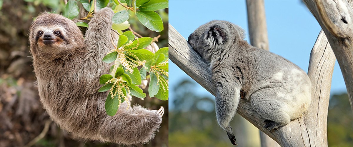 Sloths And Koalas Have Something Very Rare In Common Australian Geographic