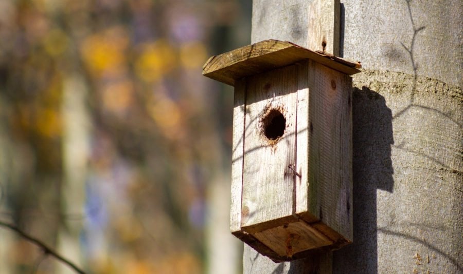 Nest boxes: what some people get wrong - Australian Geographic