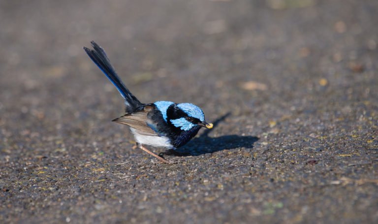 A Guide To Australia’s Fairy-wrens - Australian Geographic