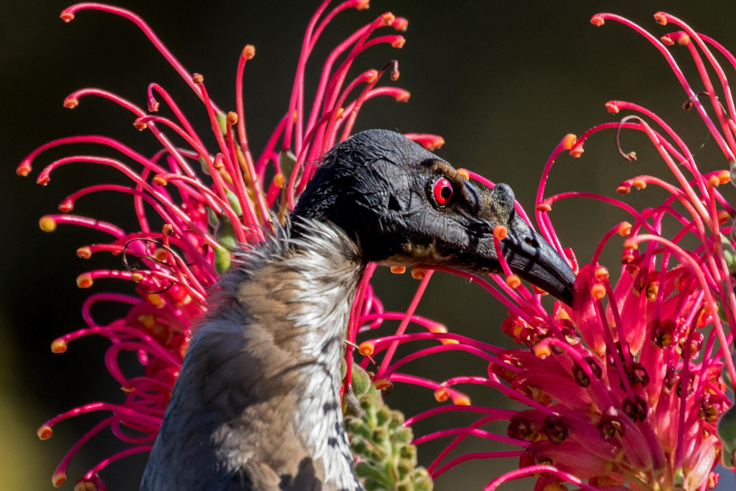 Meet the flock stars of K'gari (Fraser Island) - Australian Geographic
