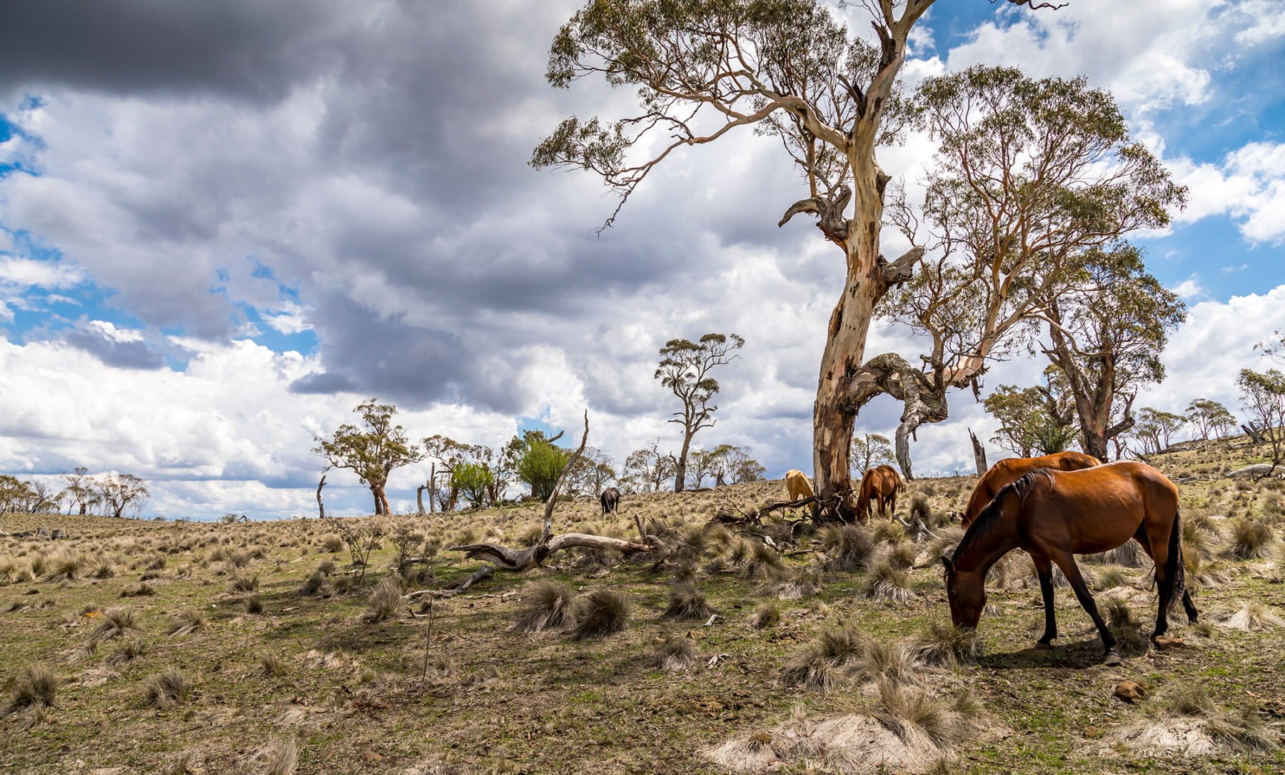 OPINION: Feral horses will rule a third of the Kosciuszko National Park ...