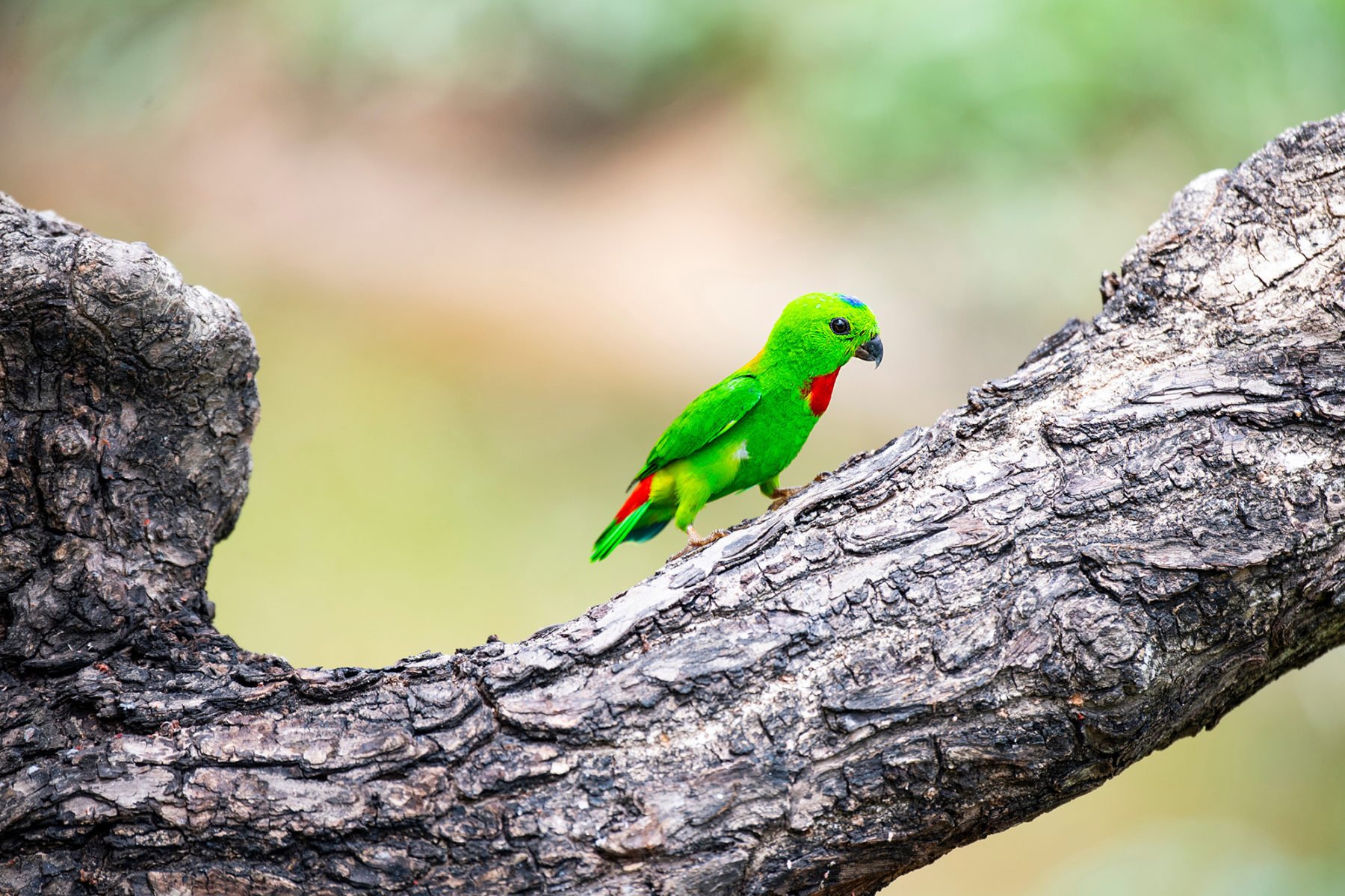 This tiny hanging parrot is giving us life - Australian Geographic