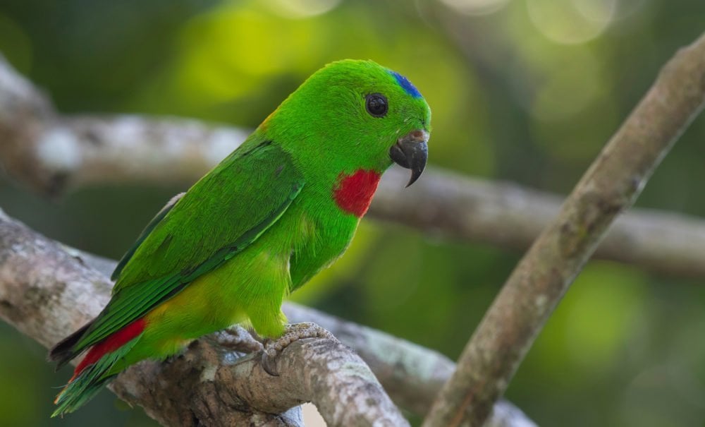 This Tiny Hanging Parrot Is Giving Us Life - Australian Geographic