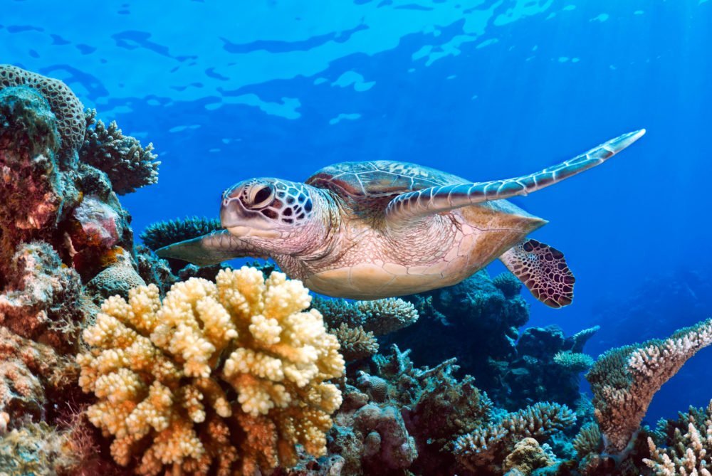 Alarming Green Turtle Baby Boom An All-female Affair - Australian 