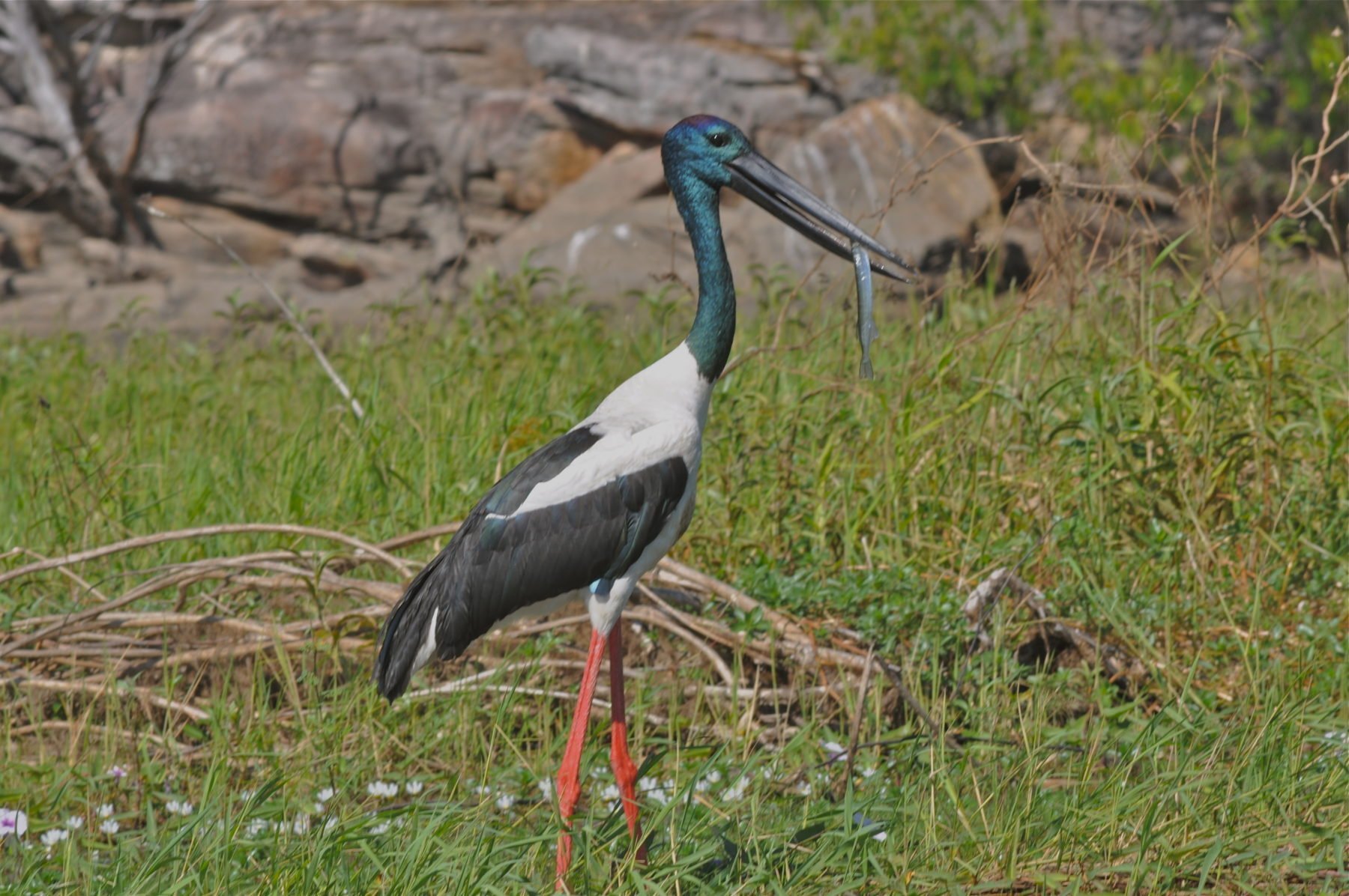 Kakadu & Arnhem Land, Northern Territory - Australian Geographic