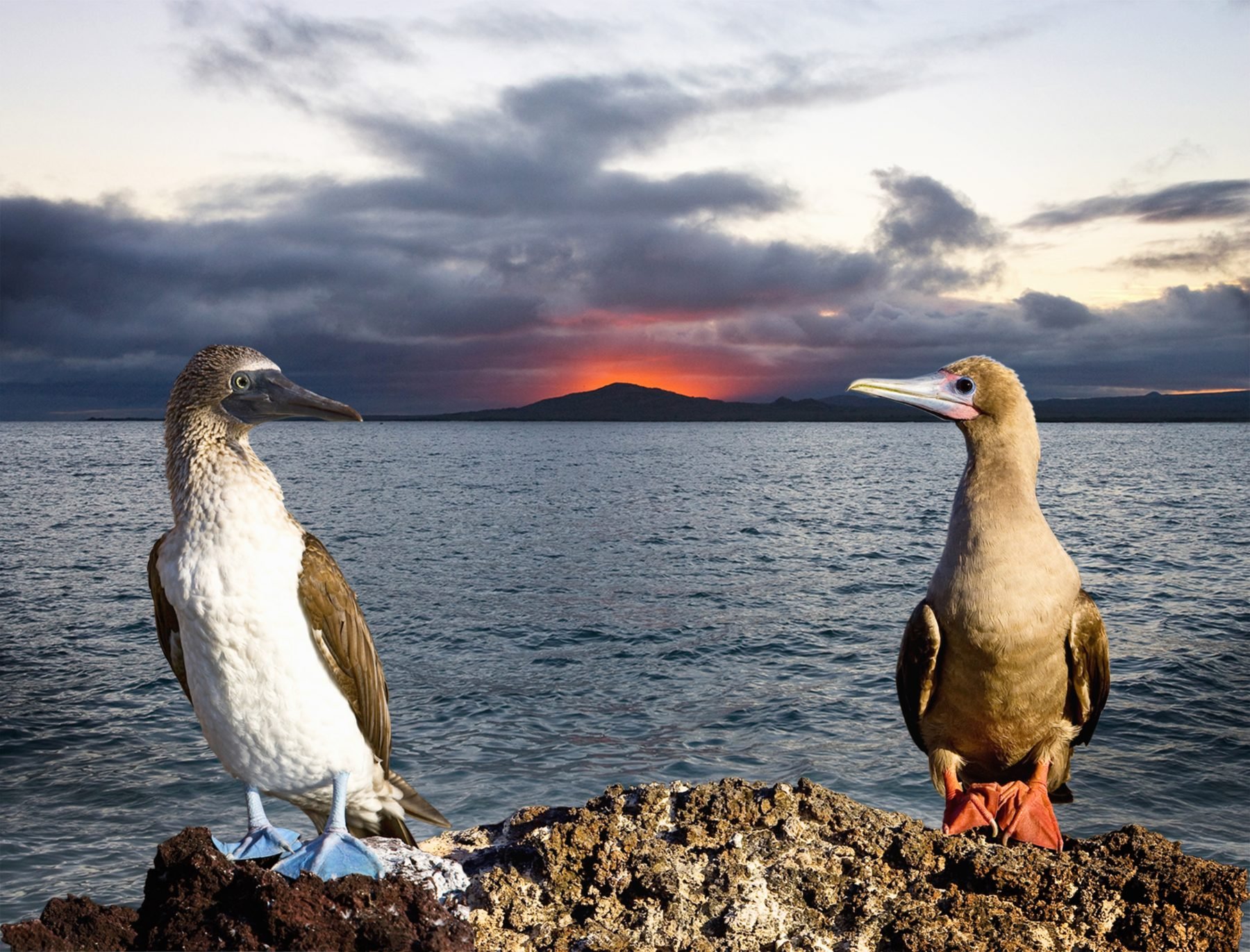 Did someone say boobies Meet these iconic Galapagos birds IRL Australian Geographic