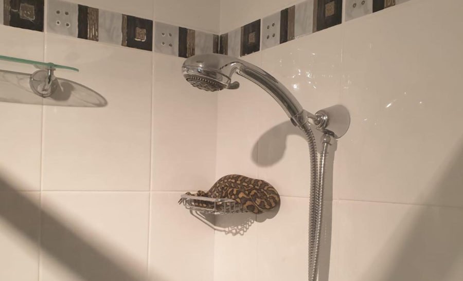 Australian family finds python taking a shower in their bathroom