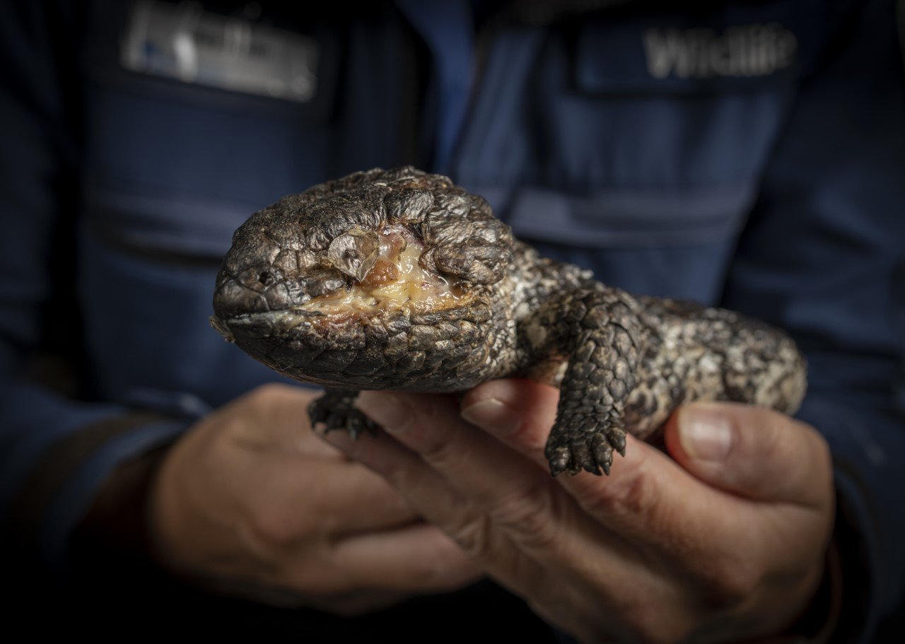 reptile-cruelty-is-thin-edge-of-a-very-thick-wedge-in-illegal