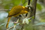 More Than 200 Australian Birds Are Now Threatened With Extinction ...