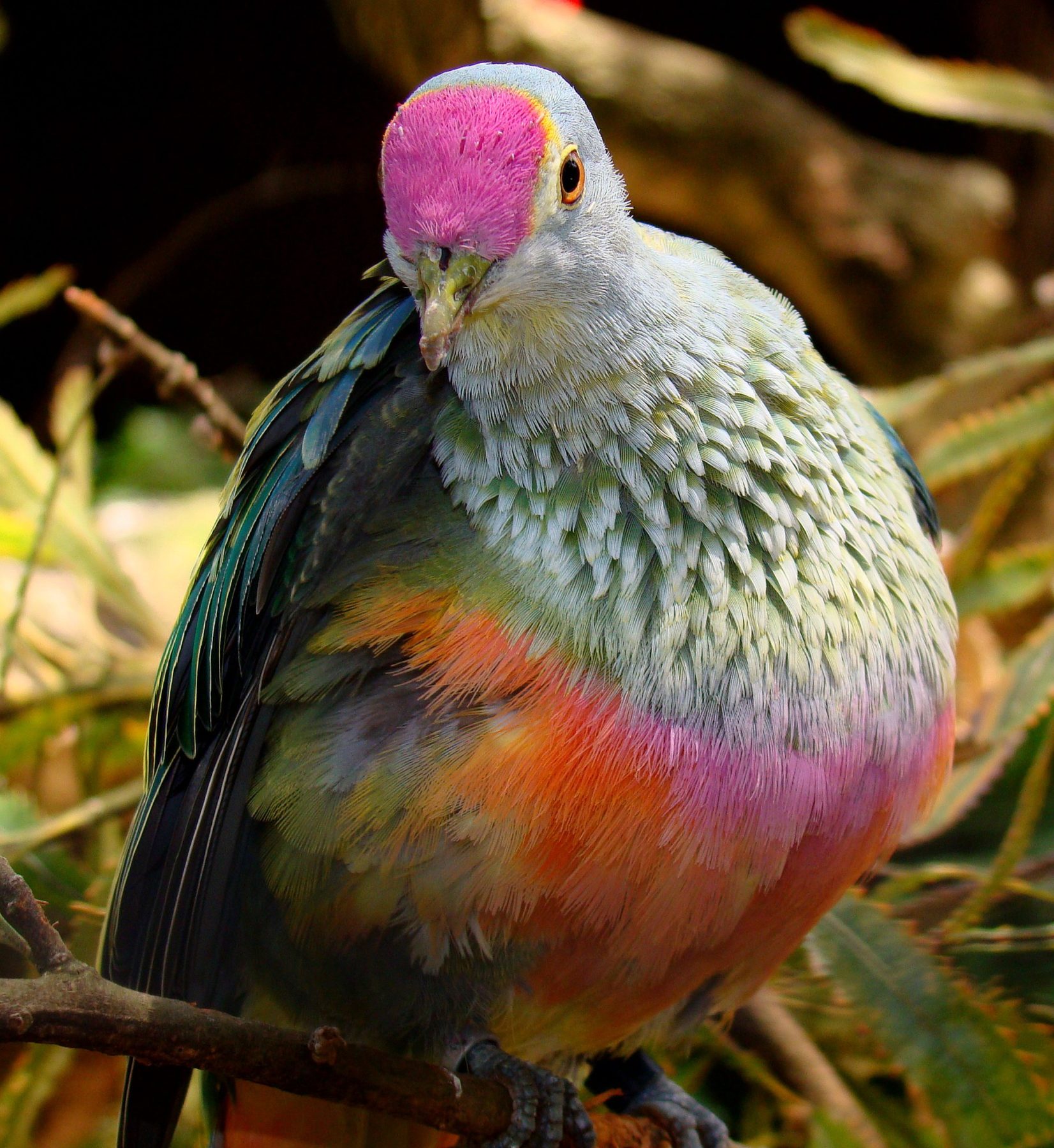 Meet Australias Rainforest Pigeons