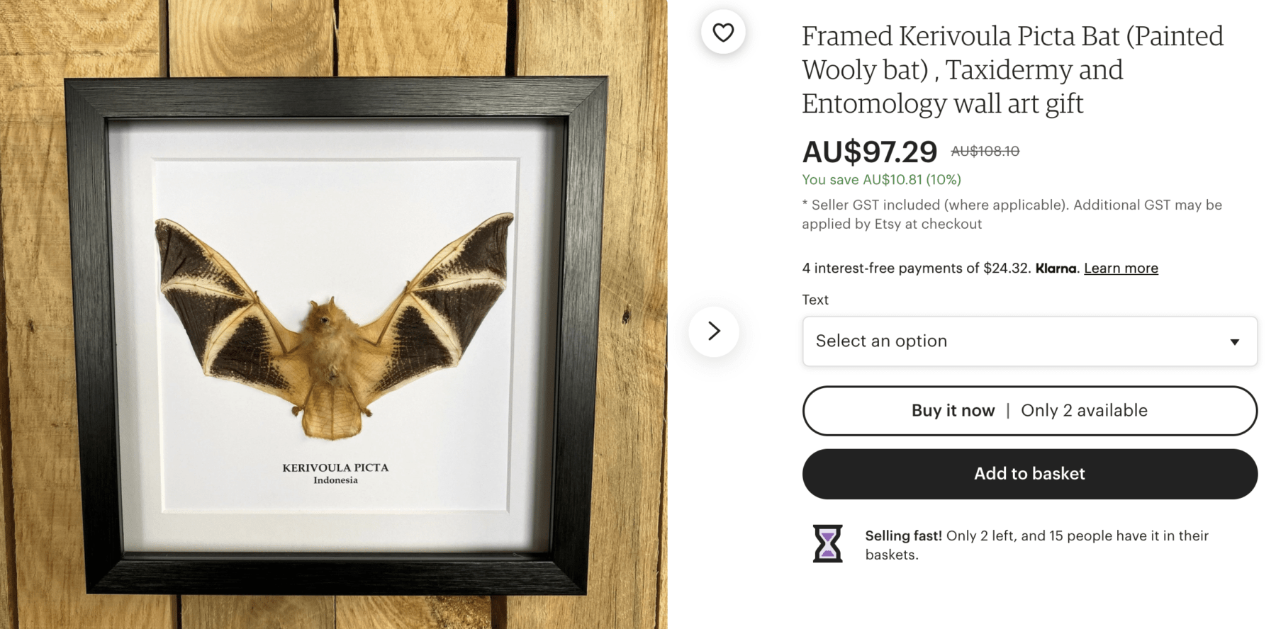 Real Taxidermy Painted Bat in Box order Frame (Kerivoula picta)