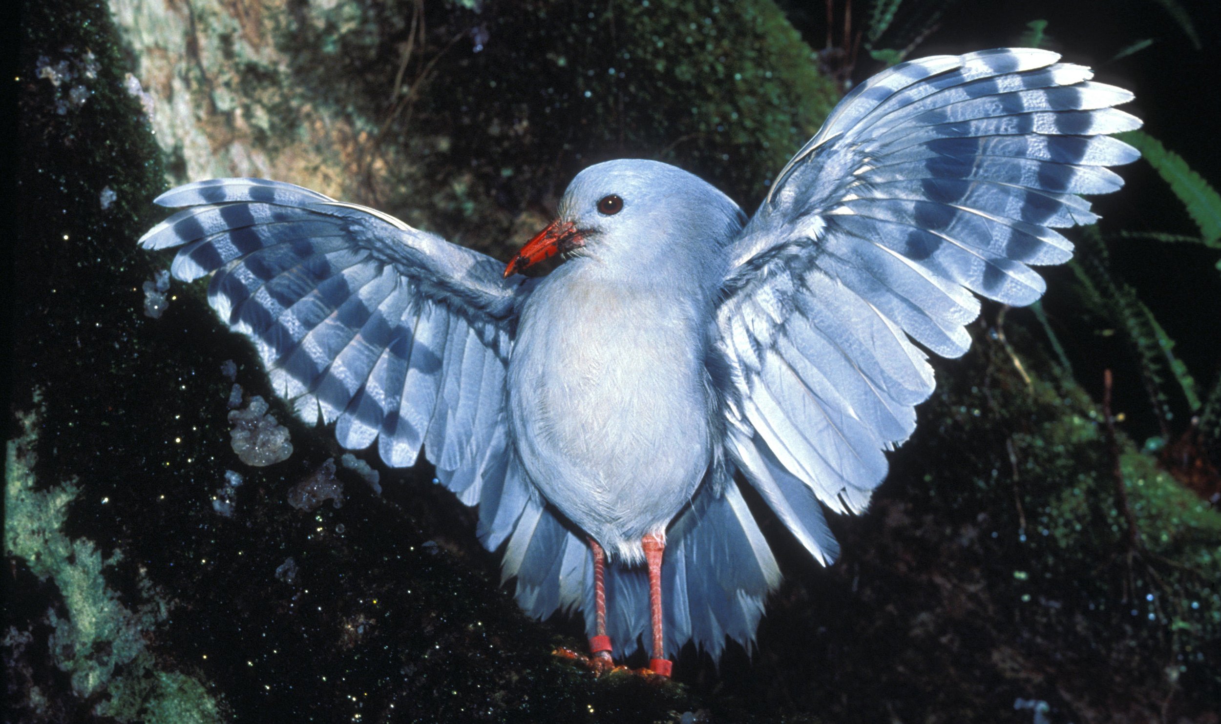 Meet The Ghost Of The Forest The Rare Flightless Kagu Australian   Kagu 