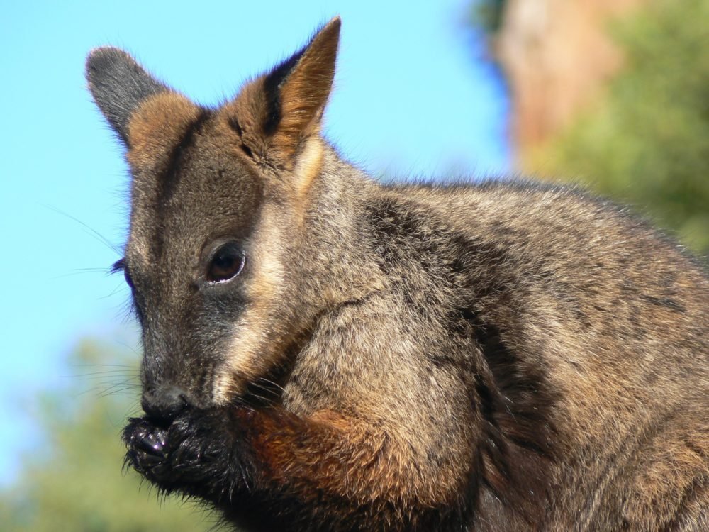 Help our fragile southern brush-tailed rock-wallabies beat extinction ...