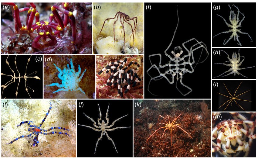 giant sea spider like organism in antarctic waters