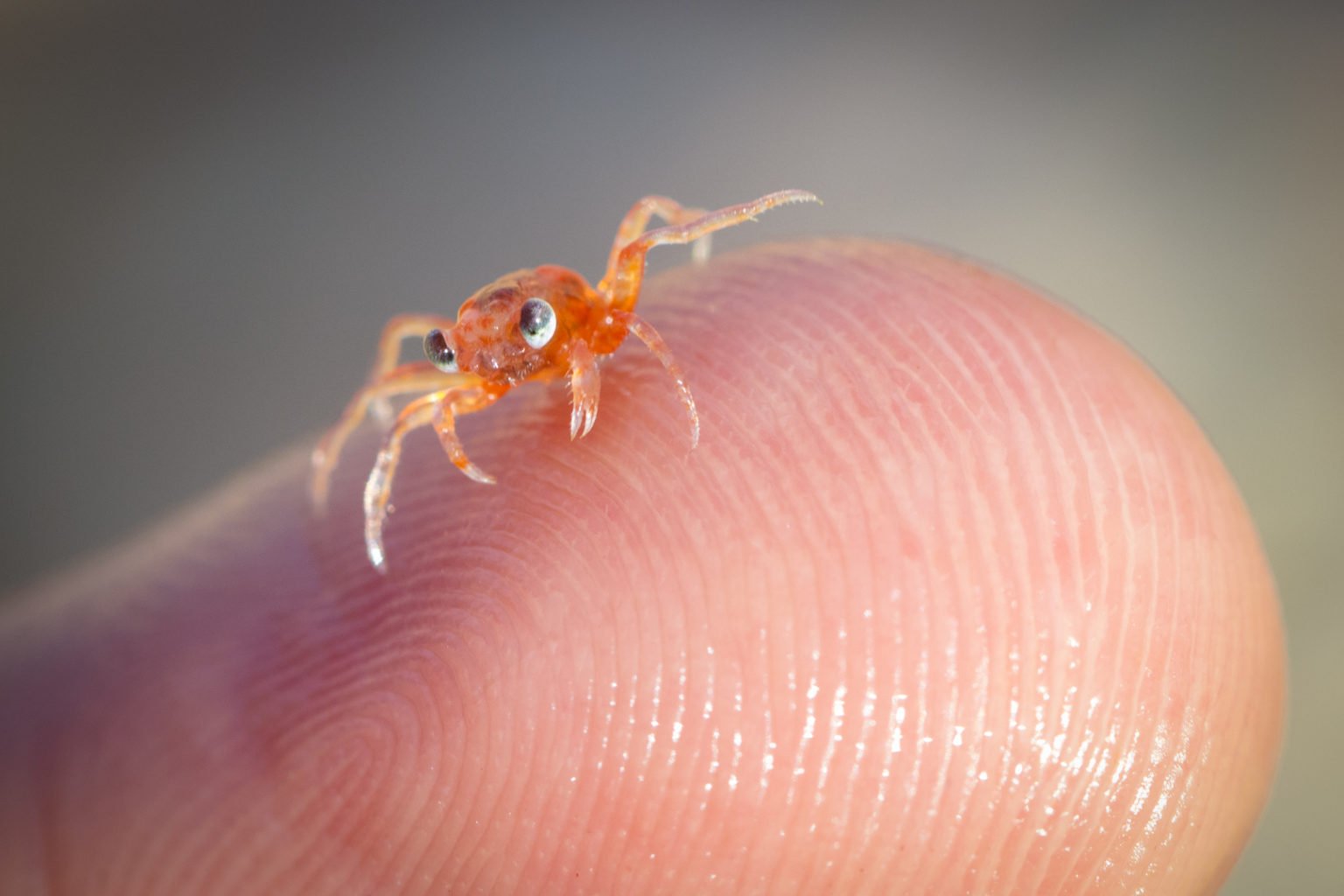 In pictures: red crab baby boom on Christmas Island - Australian Geographic