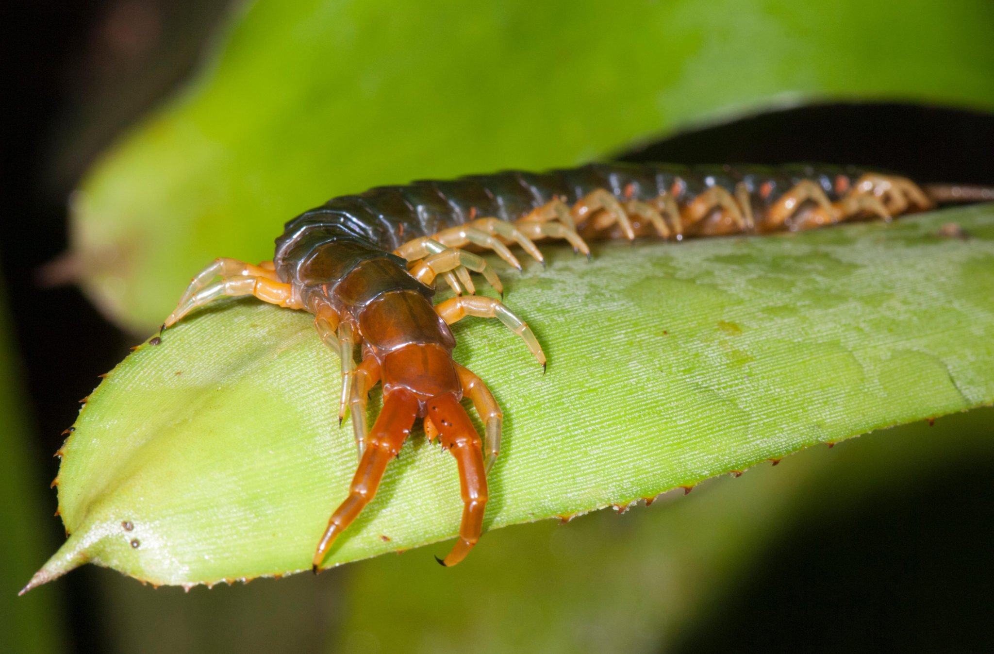 Giant centipede - Australian Geographic