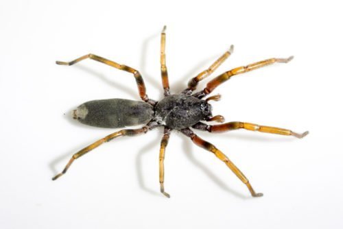 White-tailed spider - Australian Geographic