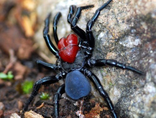 Red-headed mouse spider - Australian Geographic