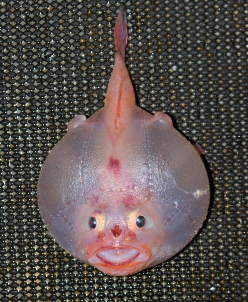 We won’t hold it against you, coffinfish - Australian Geographic