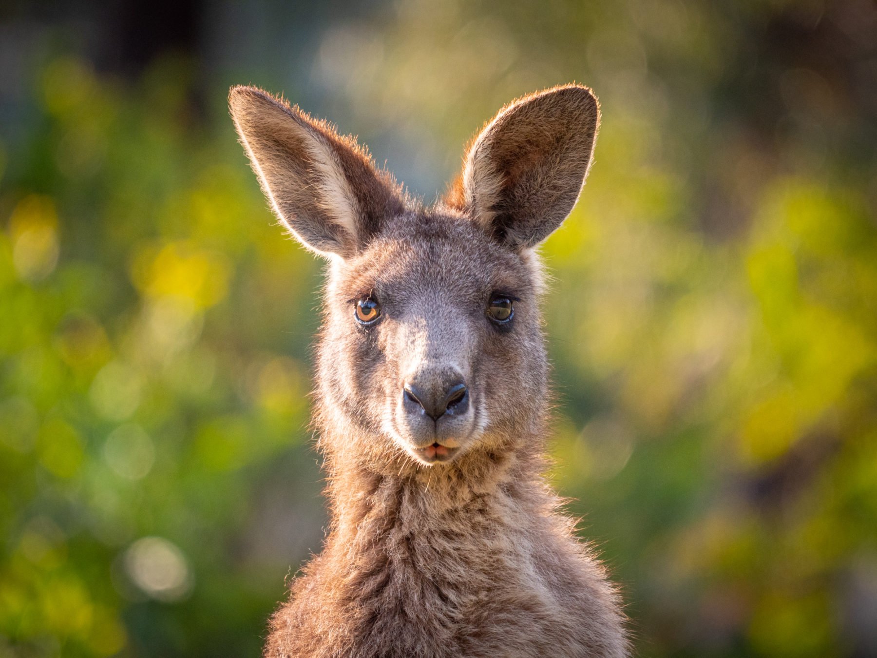 Nature, culture & citizen science on the Sapphire Coast, New South ...