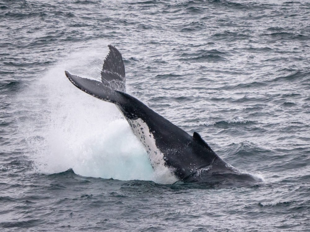 Nature, culture & citizen science on the Sapphire Coast, New South ...