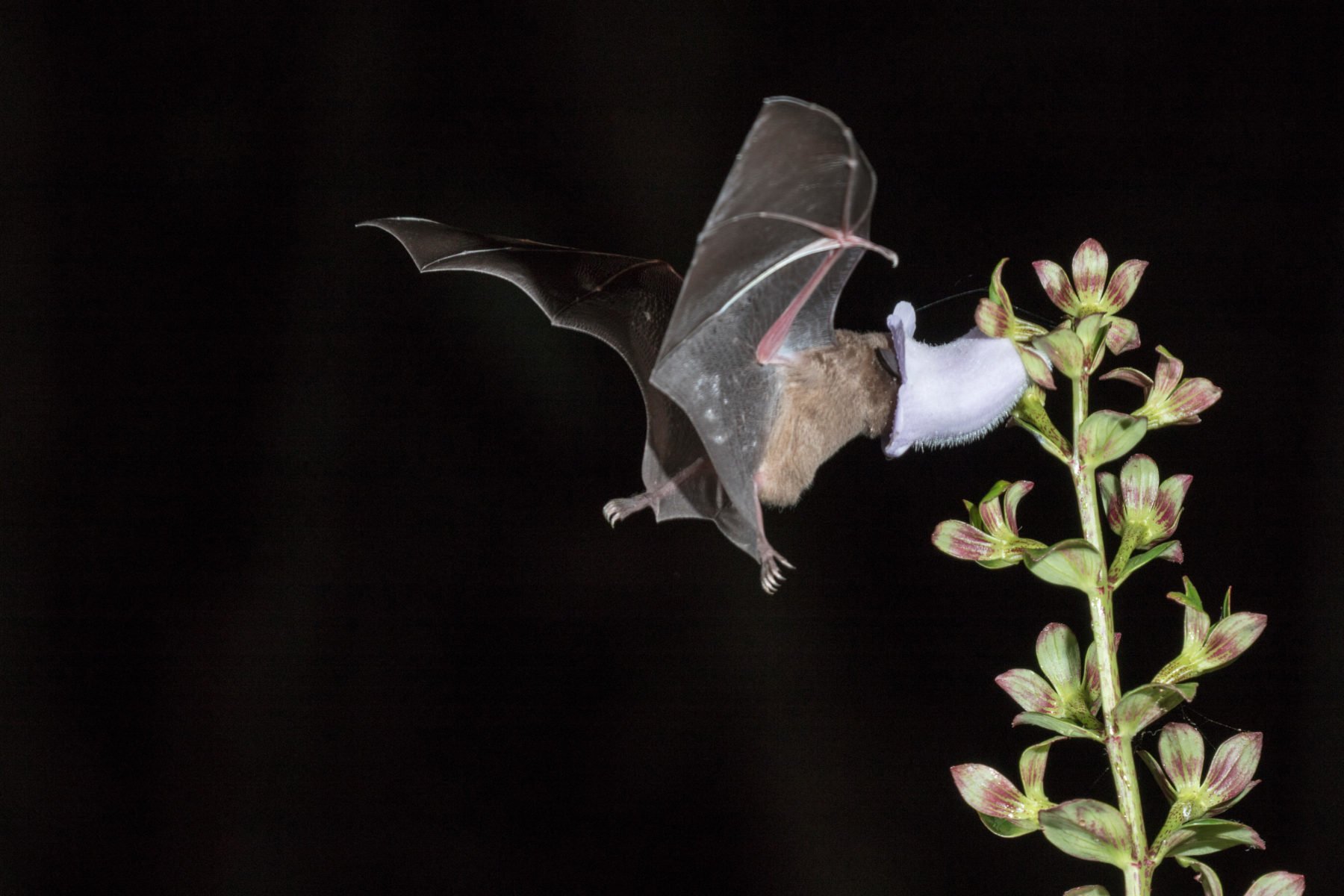 Bats Pollinate Like Bees – And This Fruity Tropical Plant Depends On It ...