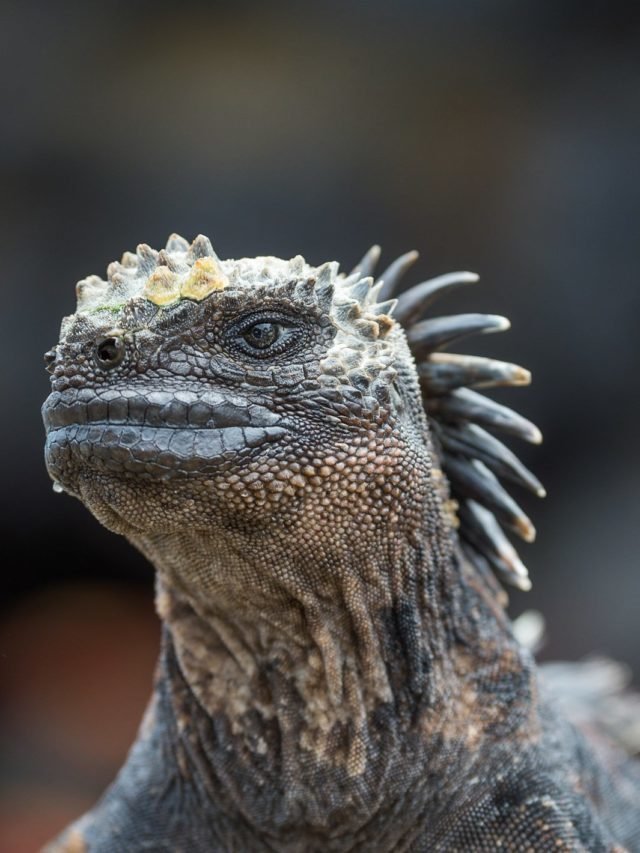 Meet the dragons of the Galapagos - Australian Geographic