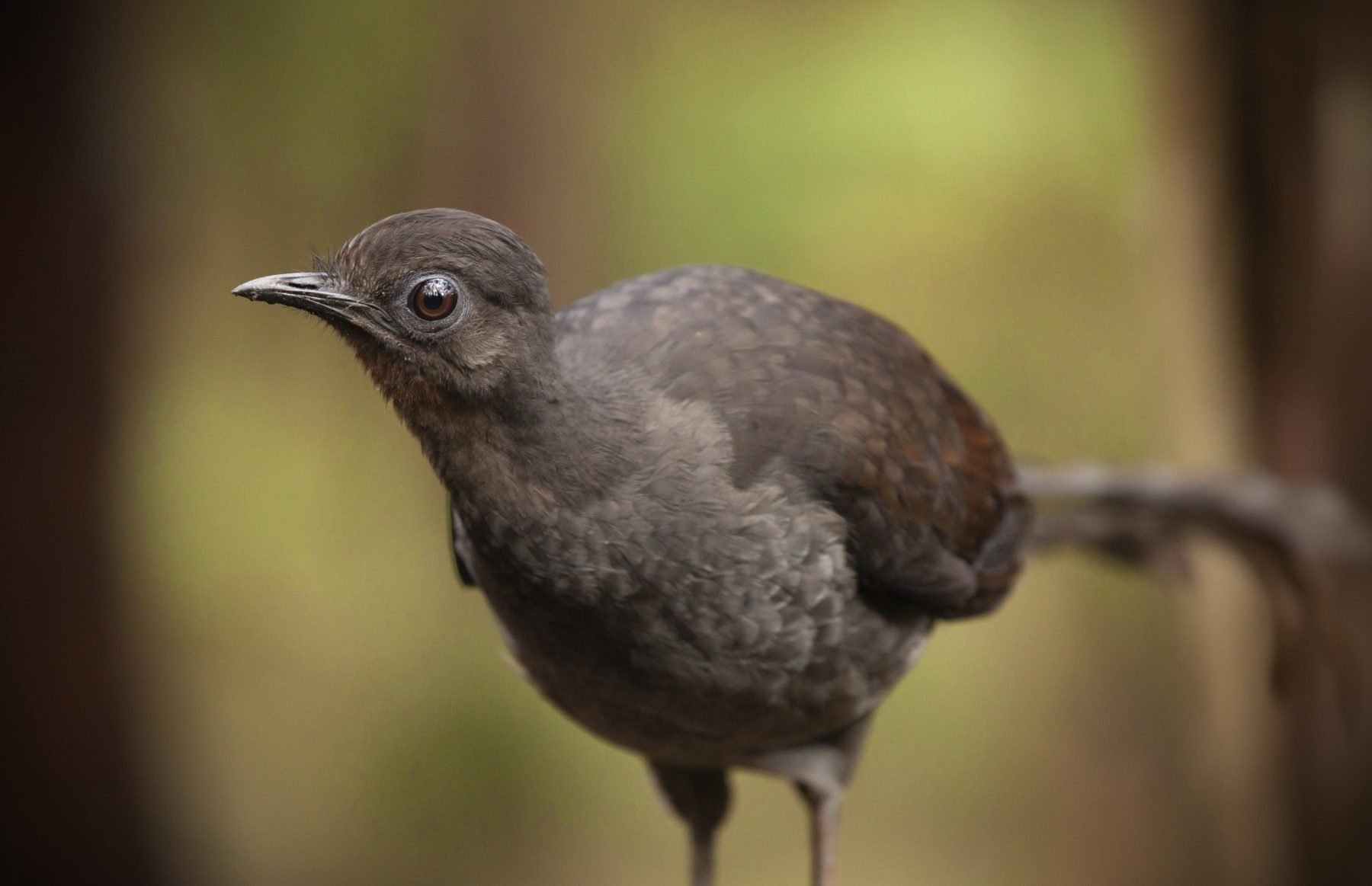 Revealed The Mysterious Sex Dance Of Lyrebirds Australian Geographic