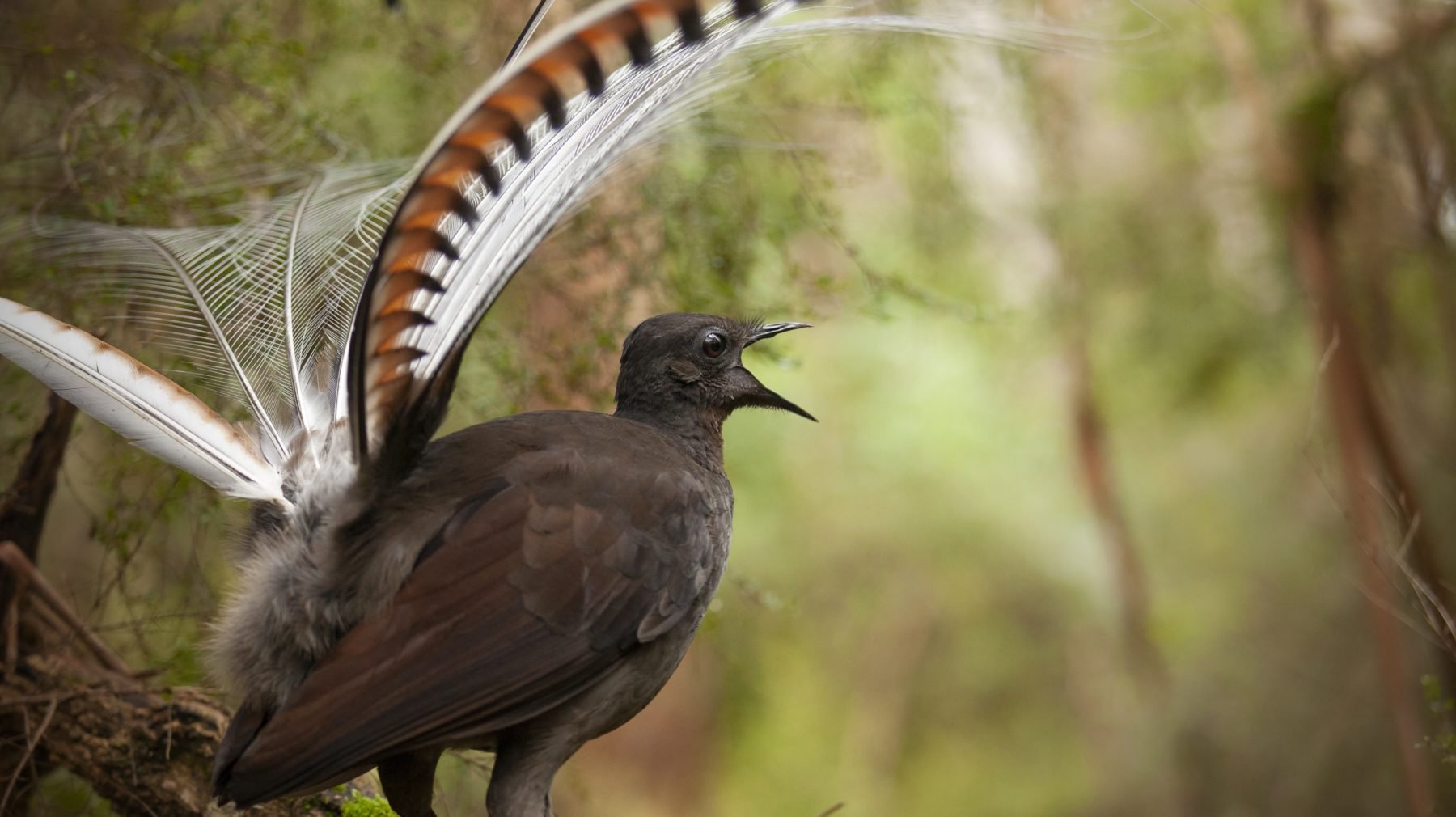 Revealed The Mysterious Sex Dance Of Lyrebirds Australian Geographic