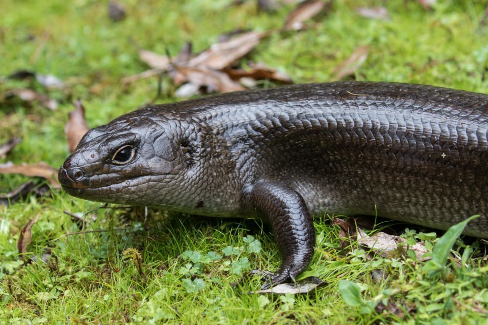 All hail the land mullet – Australia’s largest skink - Australian ...