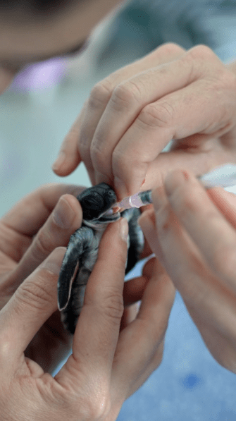 Double dose of disaster for turtle hatchling, but Pretzel survives ...