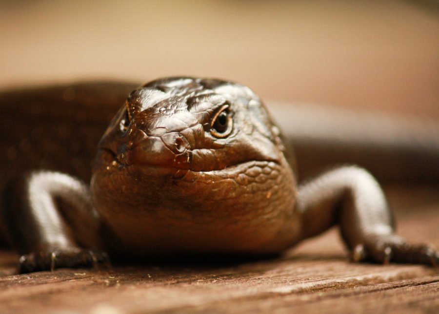 All hail the land mullet – Australia’s largest skink - Australian ...