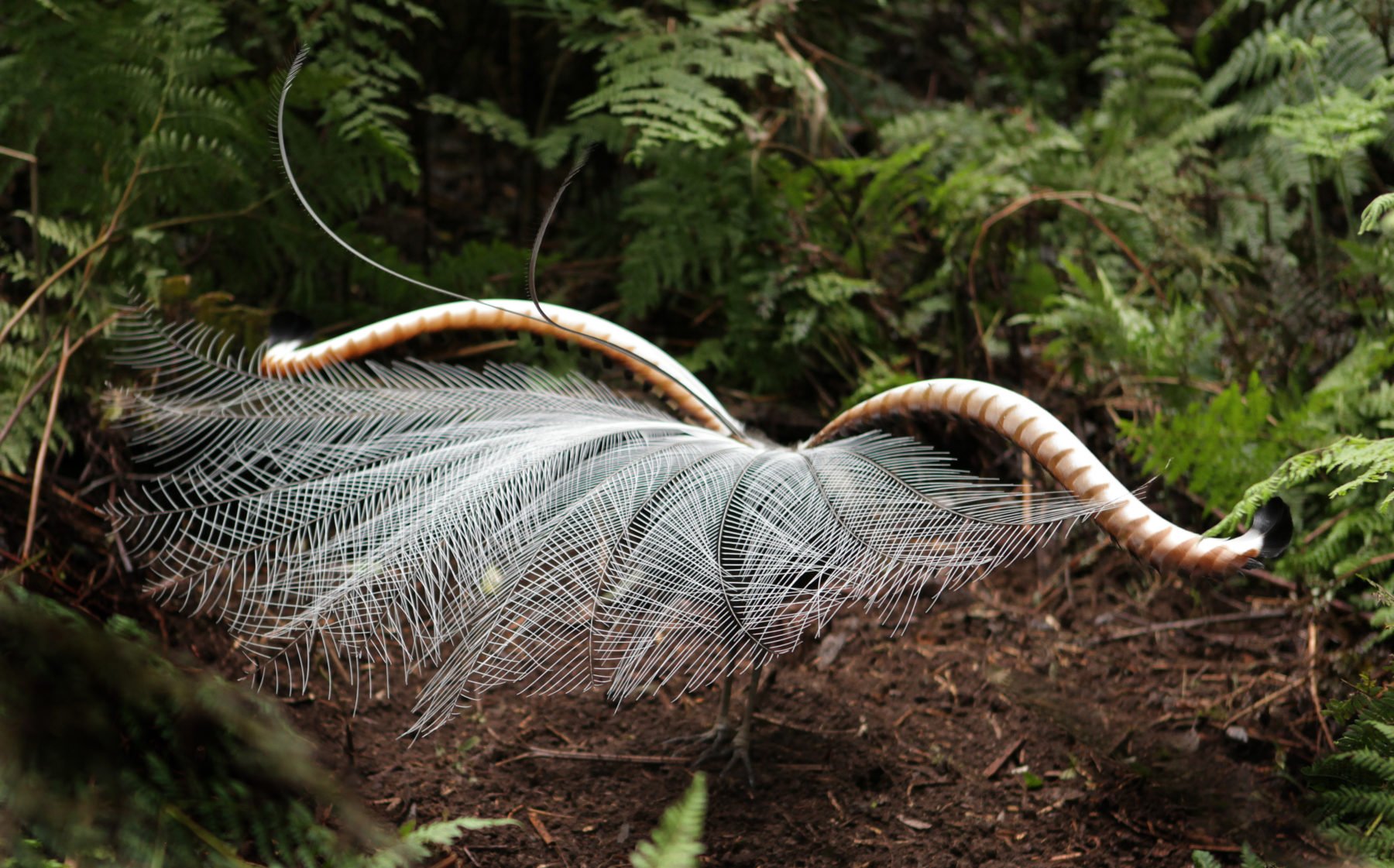 Revealed The Mysterious Sex Dance Of Lyrebirds Australian Geographic