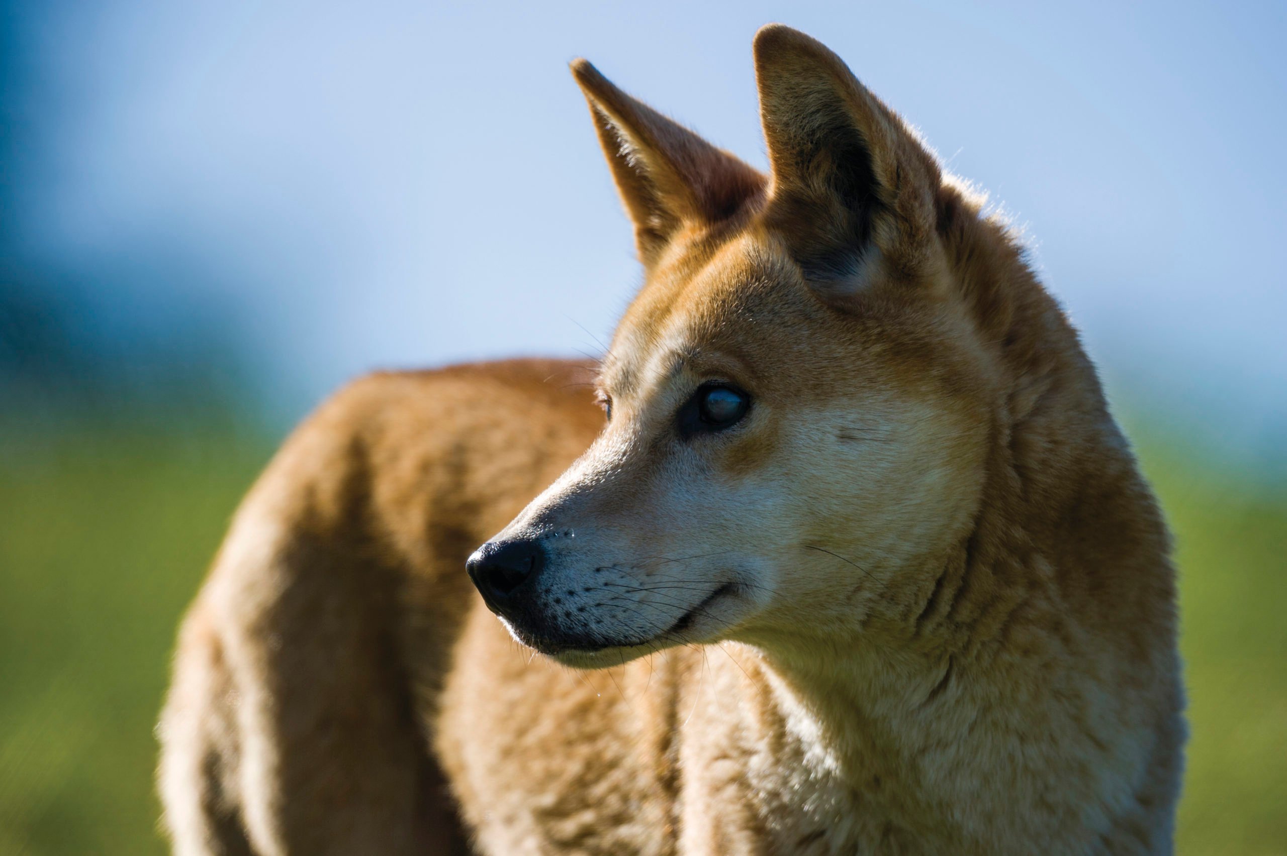 caravan collegegeld Statistisch Dingoes are genetically different from domestic dogs, new research reveals  - Australian Geographic
